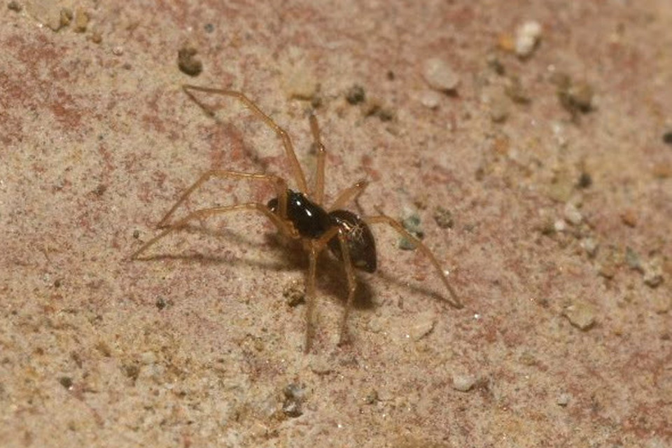 Linyphiidae - vitorláspókok