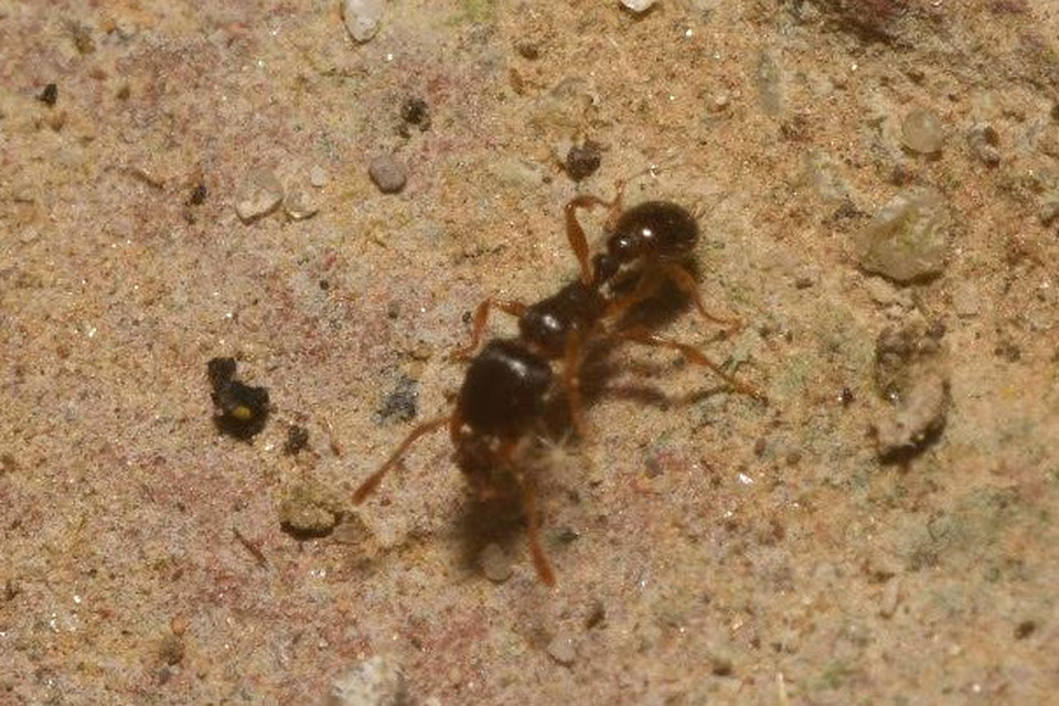 Tetramorium