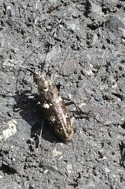 Monochamus sartor - nagy fenyvescincér