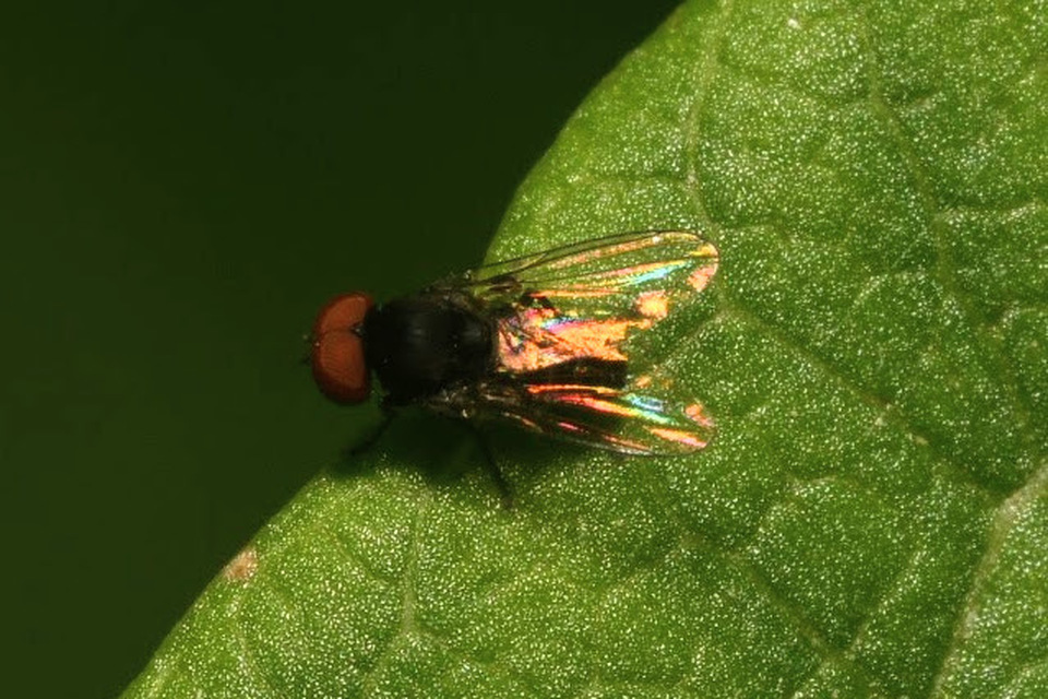 Platypezidae - kormoslegyek