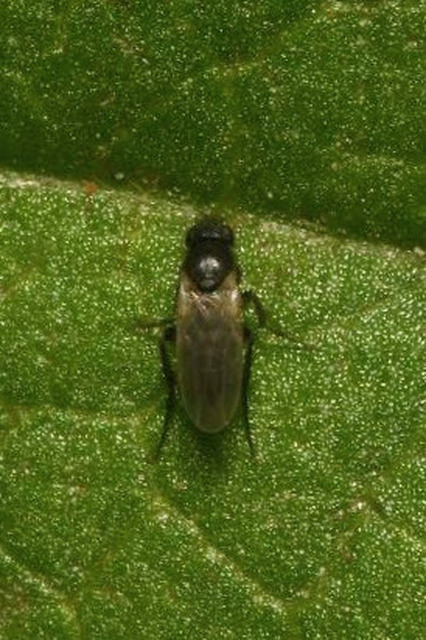 Phoridae - púposlégyfélék