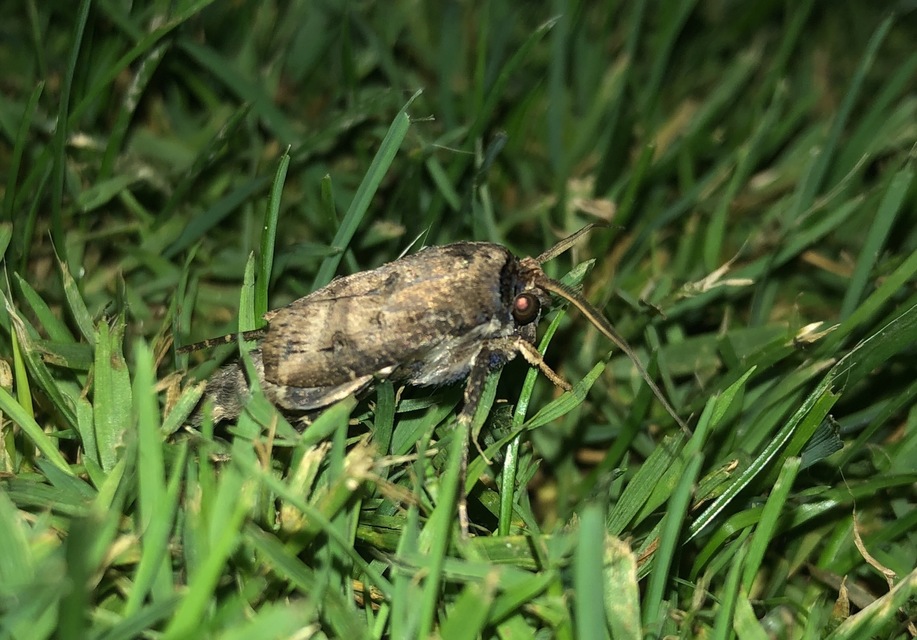 Agrotis ipsilon - nagy földibagoly