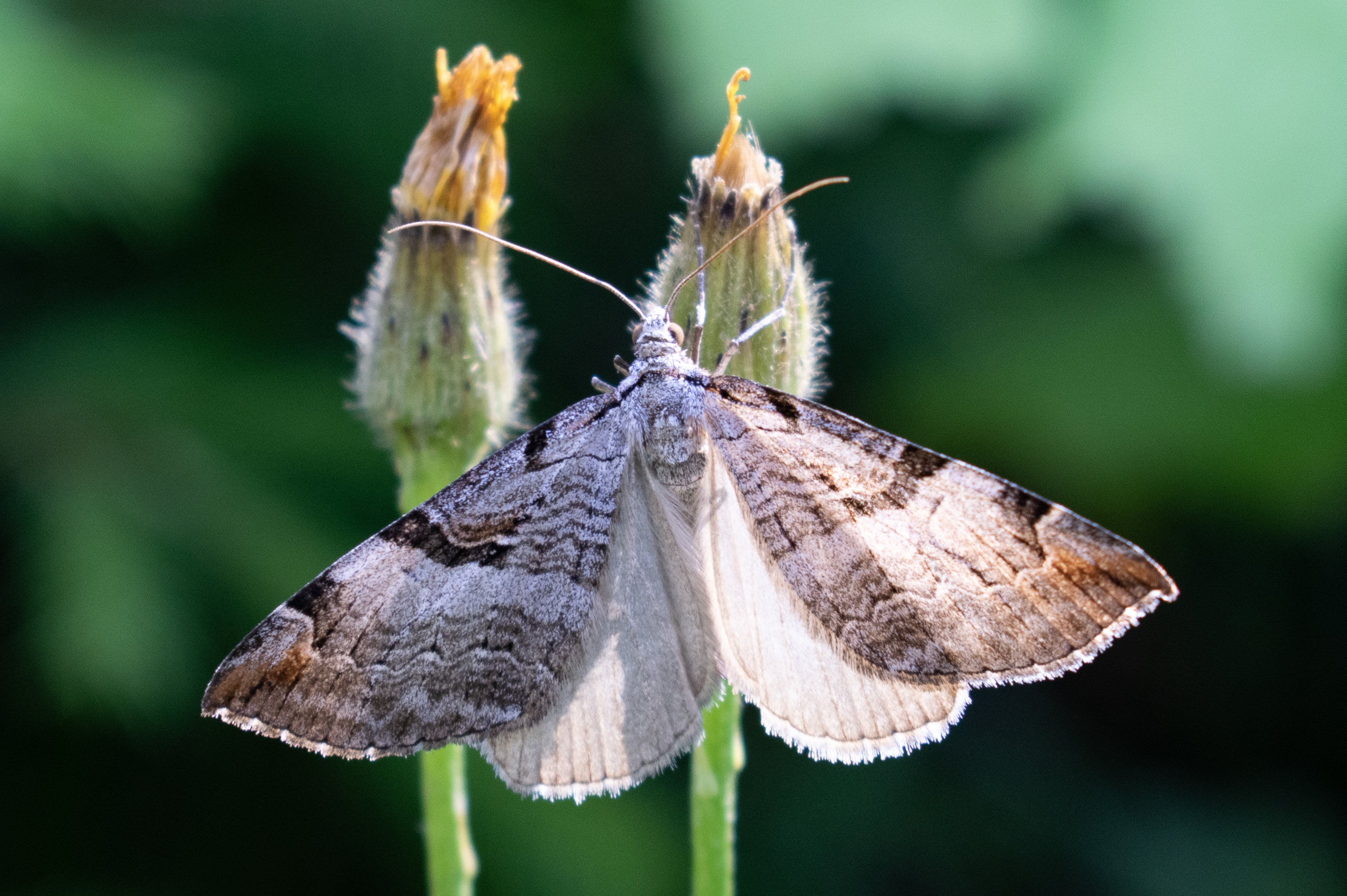 Aplocera praeformata - hegyi csíkosaraszoló