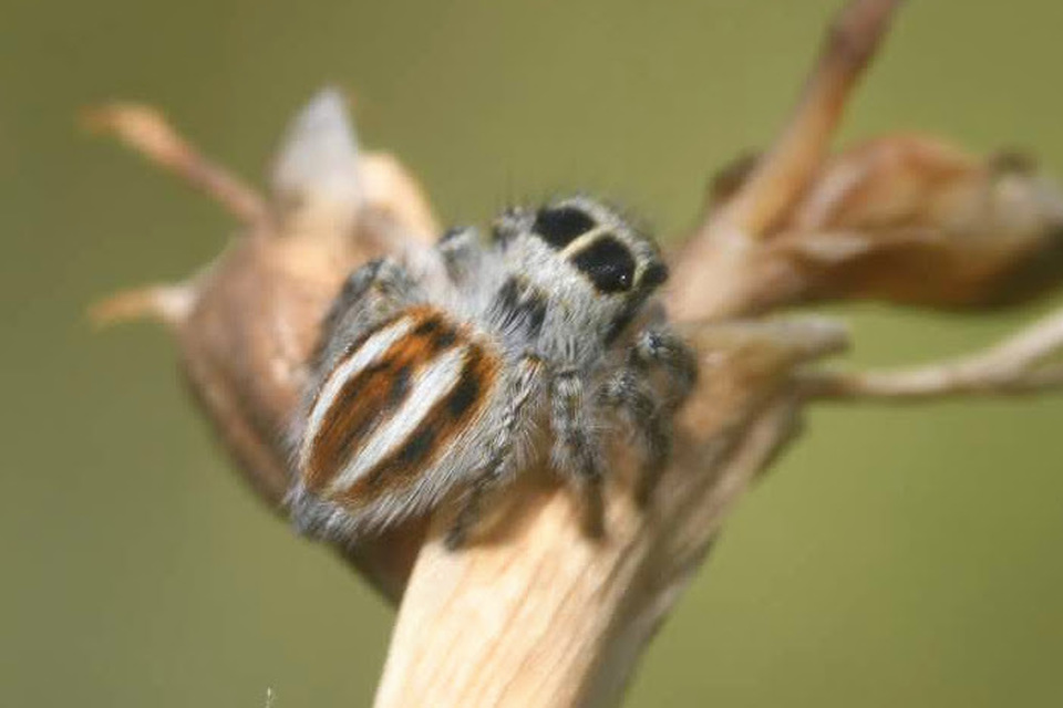 Philaeus chrysops - piros ugrópók