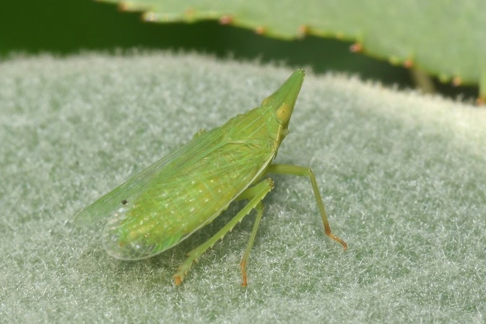 Dictyophara europaea