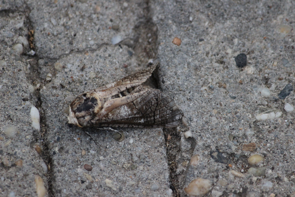 Cossus cossus - fűzfarontólepke