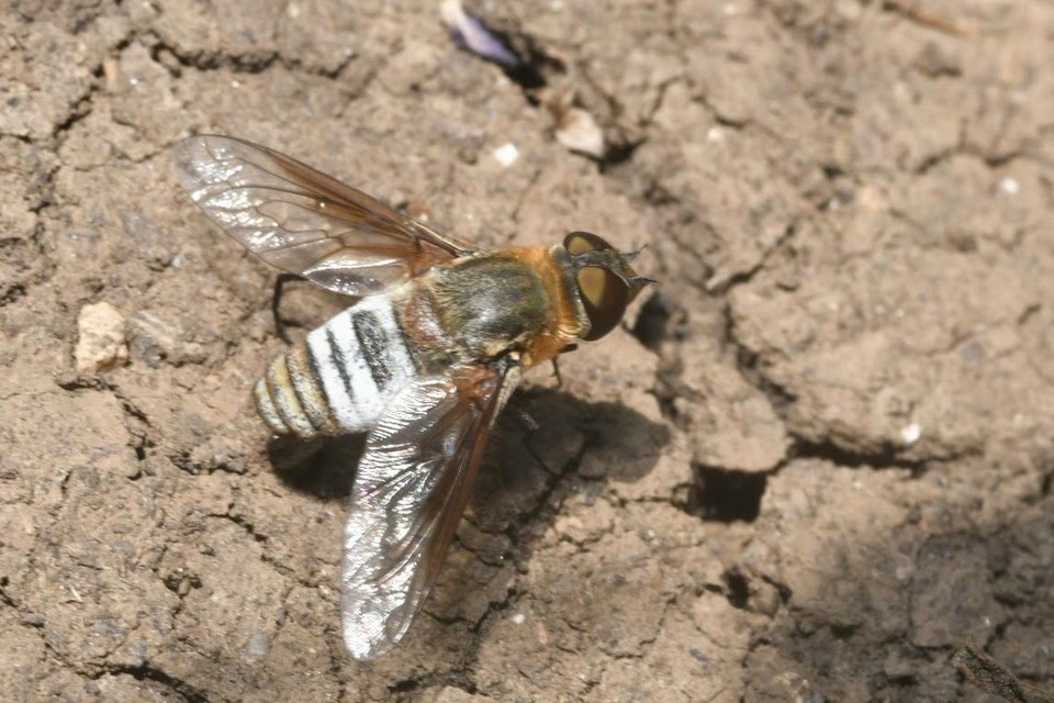 Exoprosopa dispar