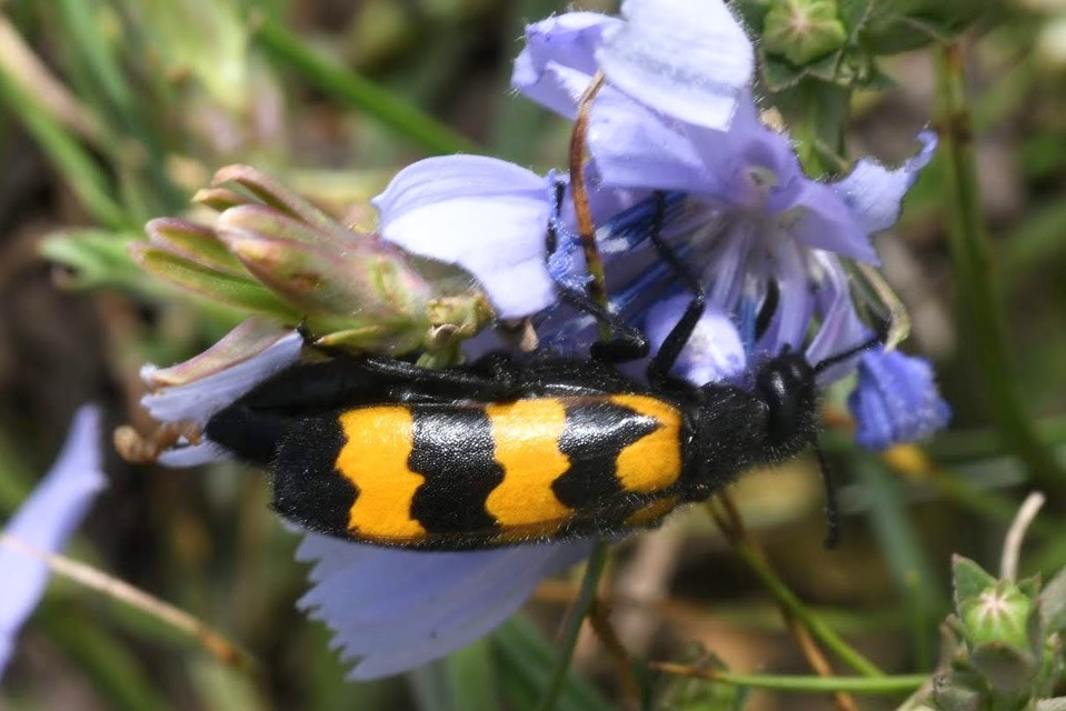 Mylabris variabilis - szalagos hólyaghúzó Mylabris variabilis - szalagos hólyaghúzó