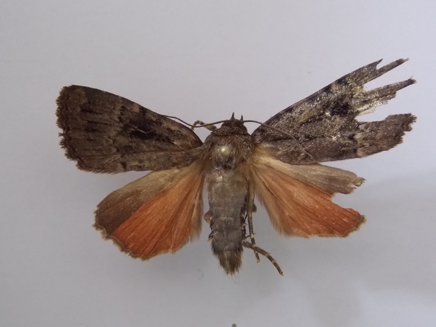 Amphipyra pyramidea - fahéjszínű bagoly