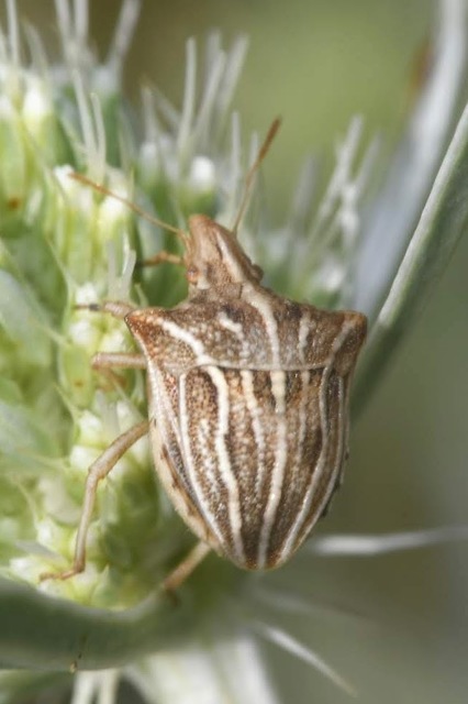 Ancyrosoma leucogrammes - vállas poloska