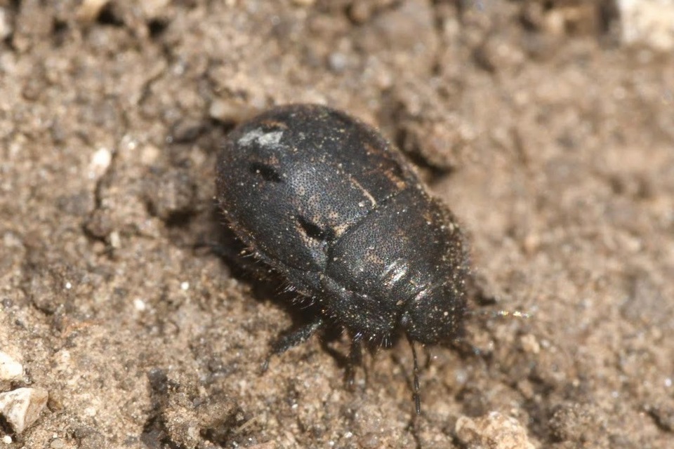 Odontoscelis fuliginosa - szőrös pajzsospoloska (Állathatározó; Kondorosy Nagy_Hideg hegy) Odontoscelis fuliginosa - szőrös pajzsospoloska (Állathatározó; Kondorosy Nagy_Hideg hegy)