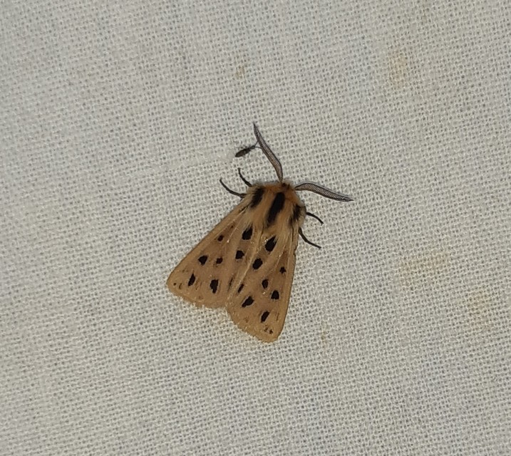 Chelis maculosa - foltos medvelepke