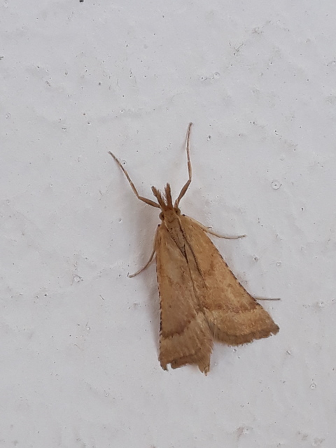 Synaphe punctalis - hosszúlábú fényilonca