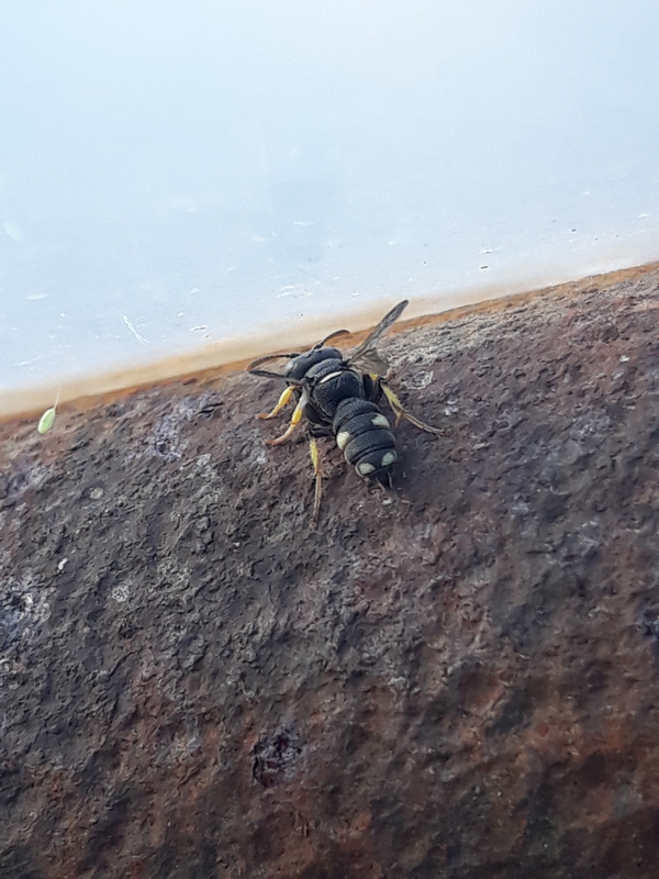 Cerceris rubida