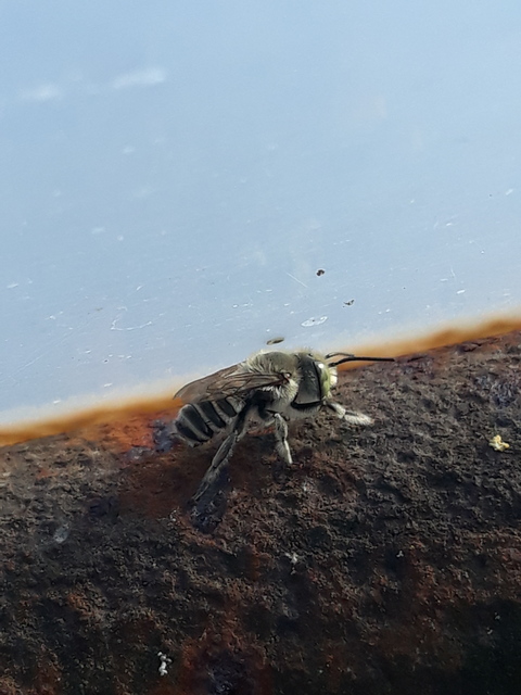 Megachile