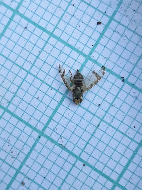 Sphenella marginata