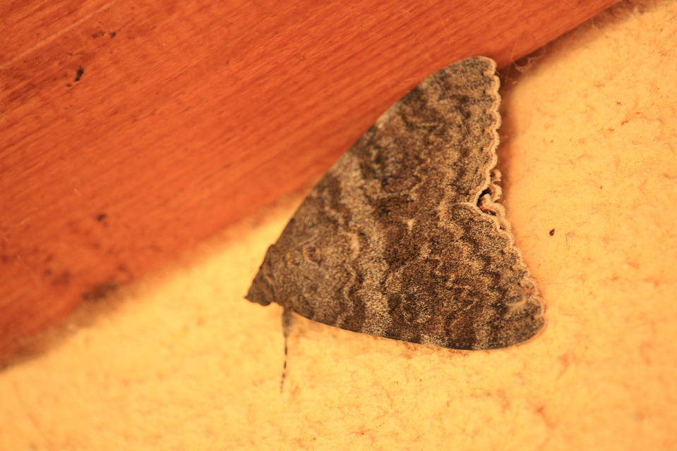 Catocala elocata - közönséges övesbagoly