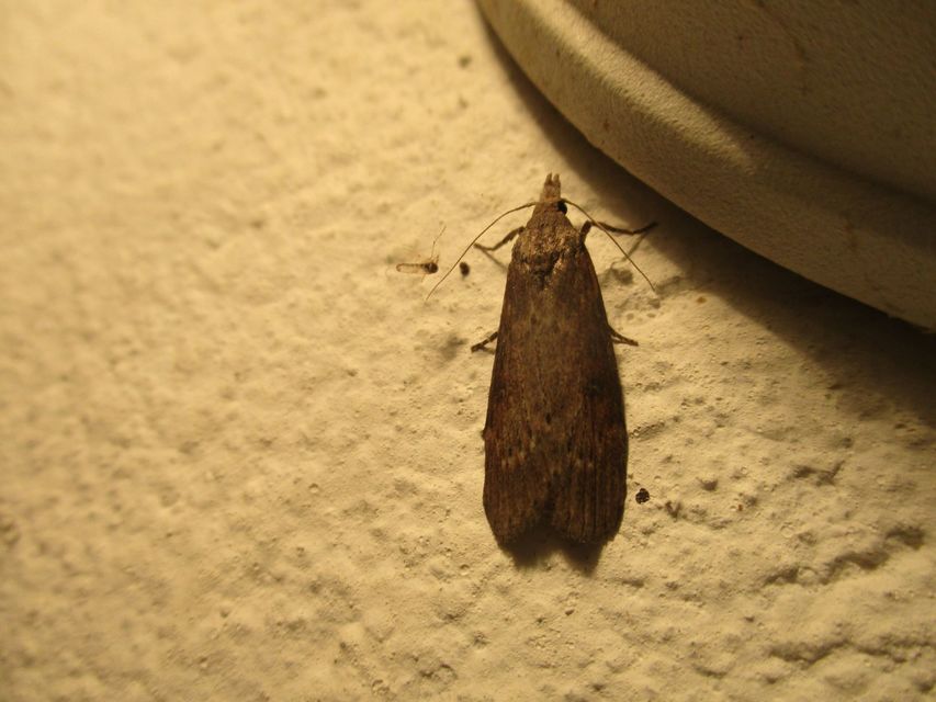 Lamoria anella - törmelékmoly