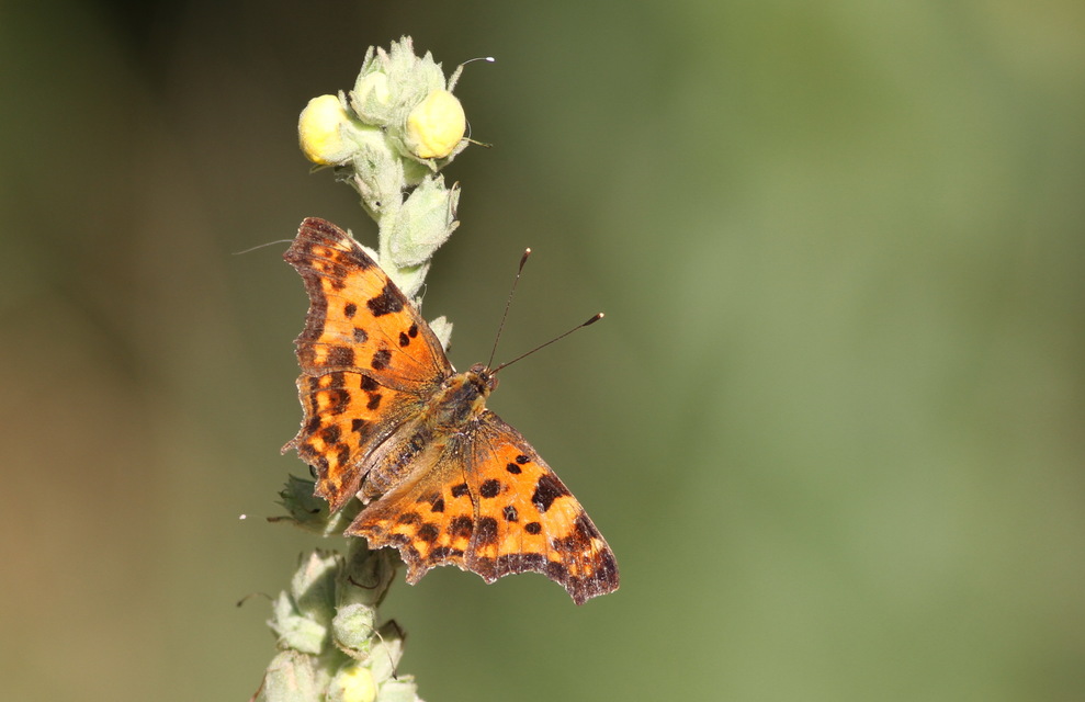 Nymphalis c-album - C-betűs lepke