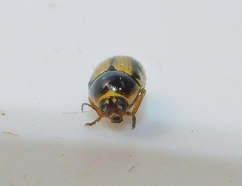 Cryptocephalus connexus - sávos zömökbogár