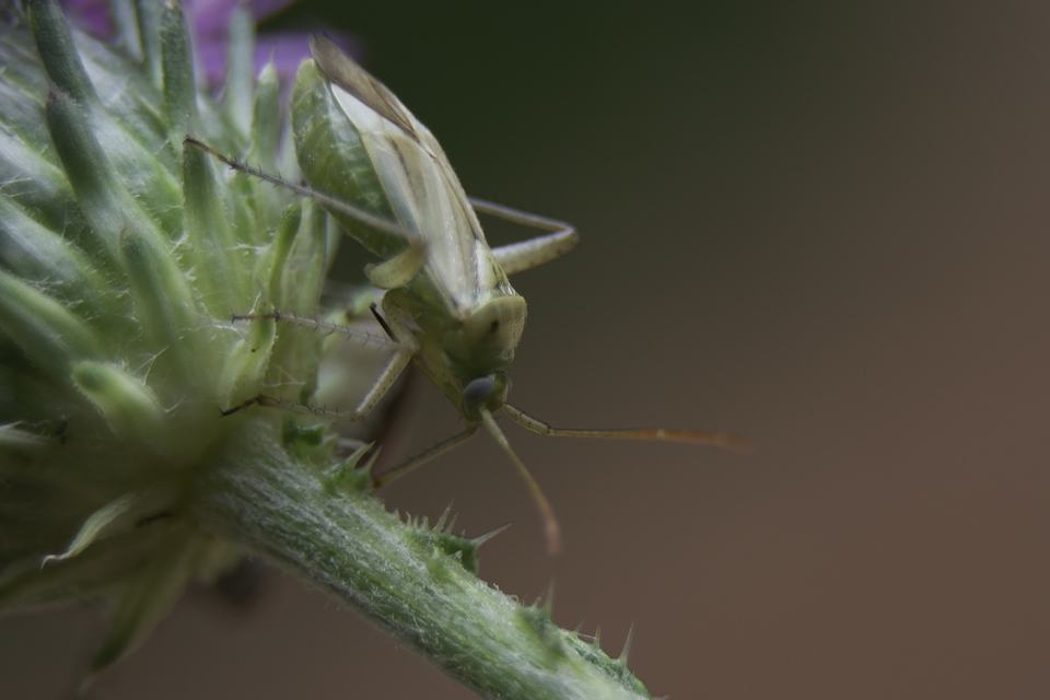 Adelphocoris lineolatus - lucernapoloska