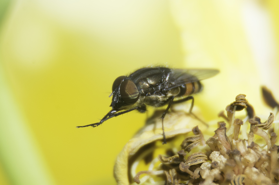 Stomorhina lunata - sáskaparazita légy