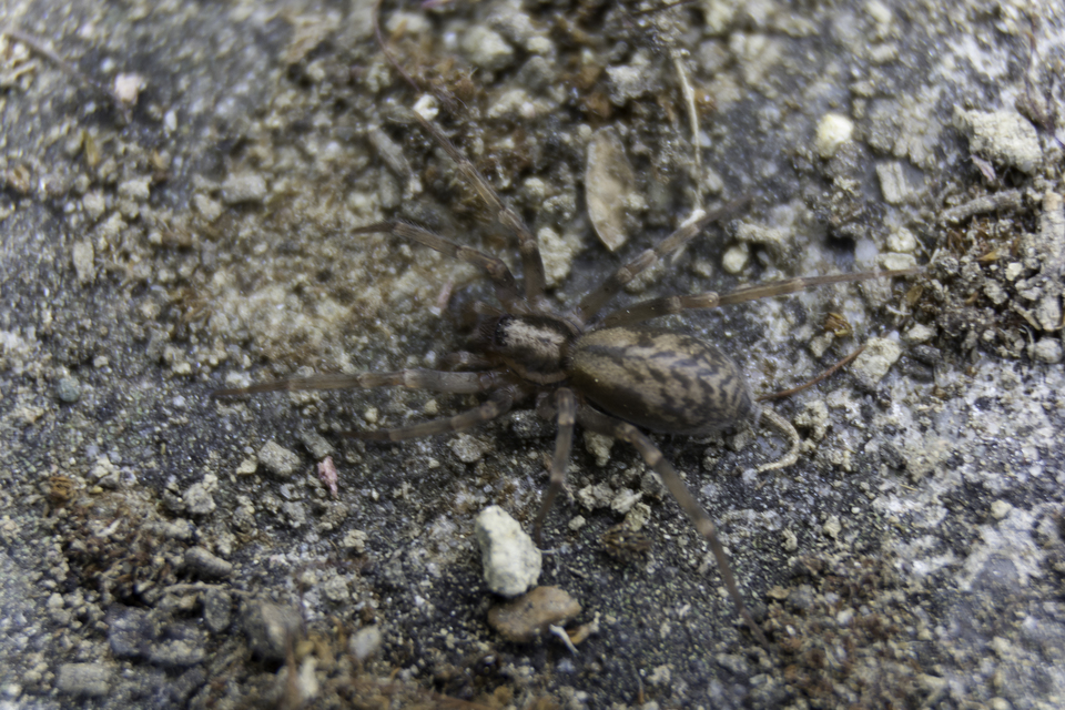 Liocranum rupicola - házaló avarpók