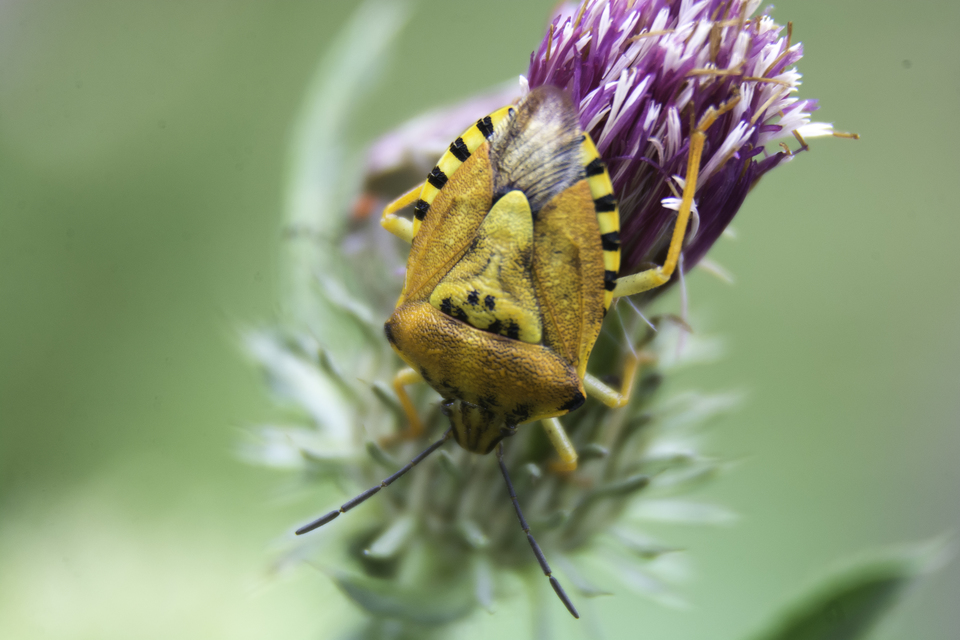 Carpocoris
