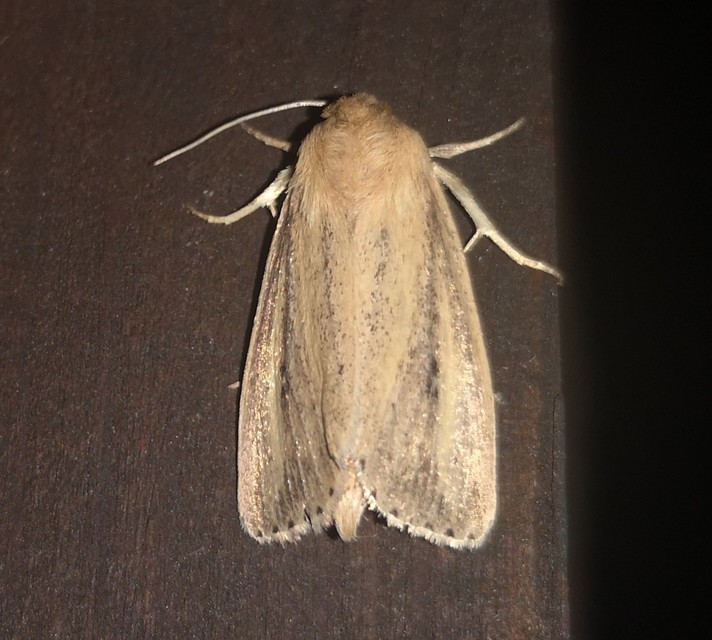 Globia sparganii - nagy nádibagoly