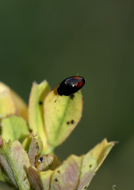 Phalacridae - kalászbogárfélék Phalacridae - kalászbogárfélék