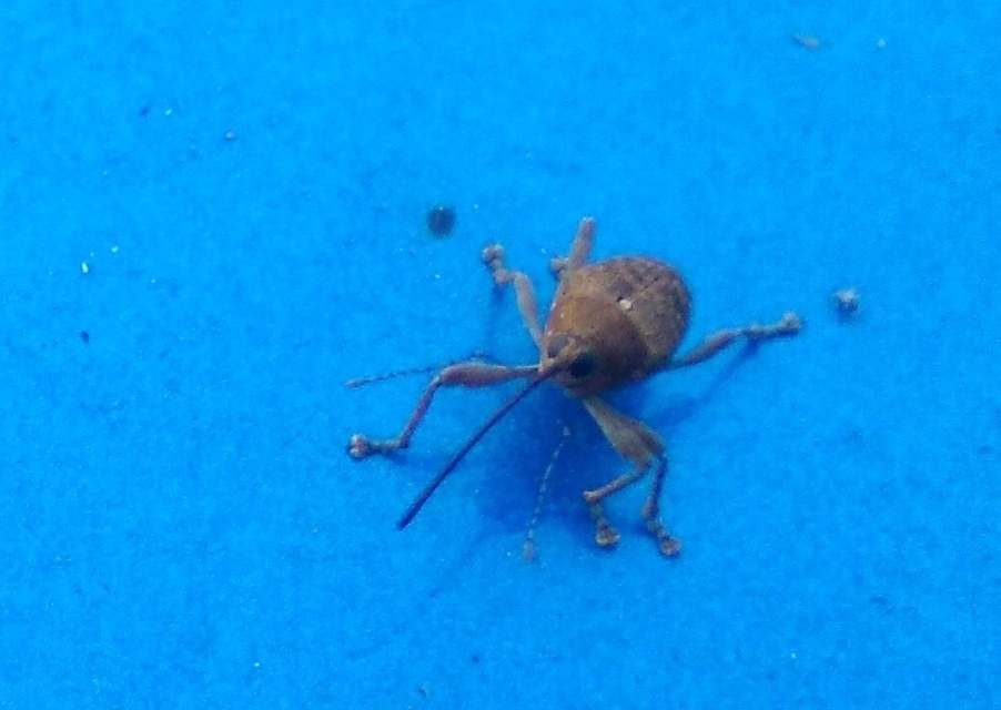 Curculio glandium - tölgymakkzsuzsóka