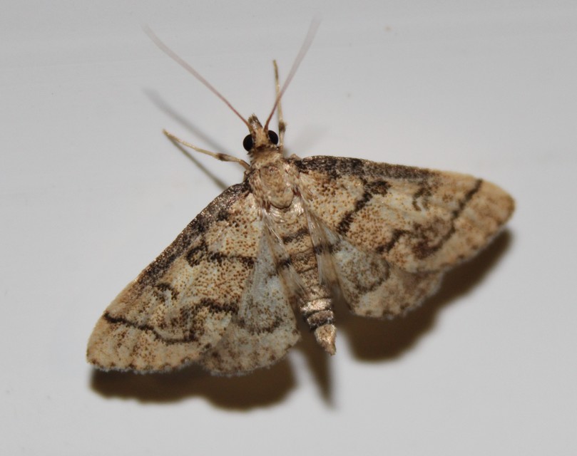 Metasia ophialis - kígyósávos tűzmoly