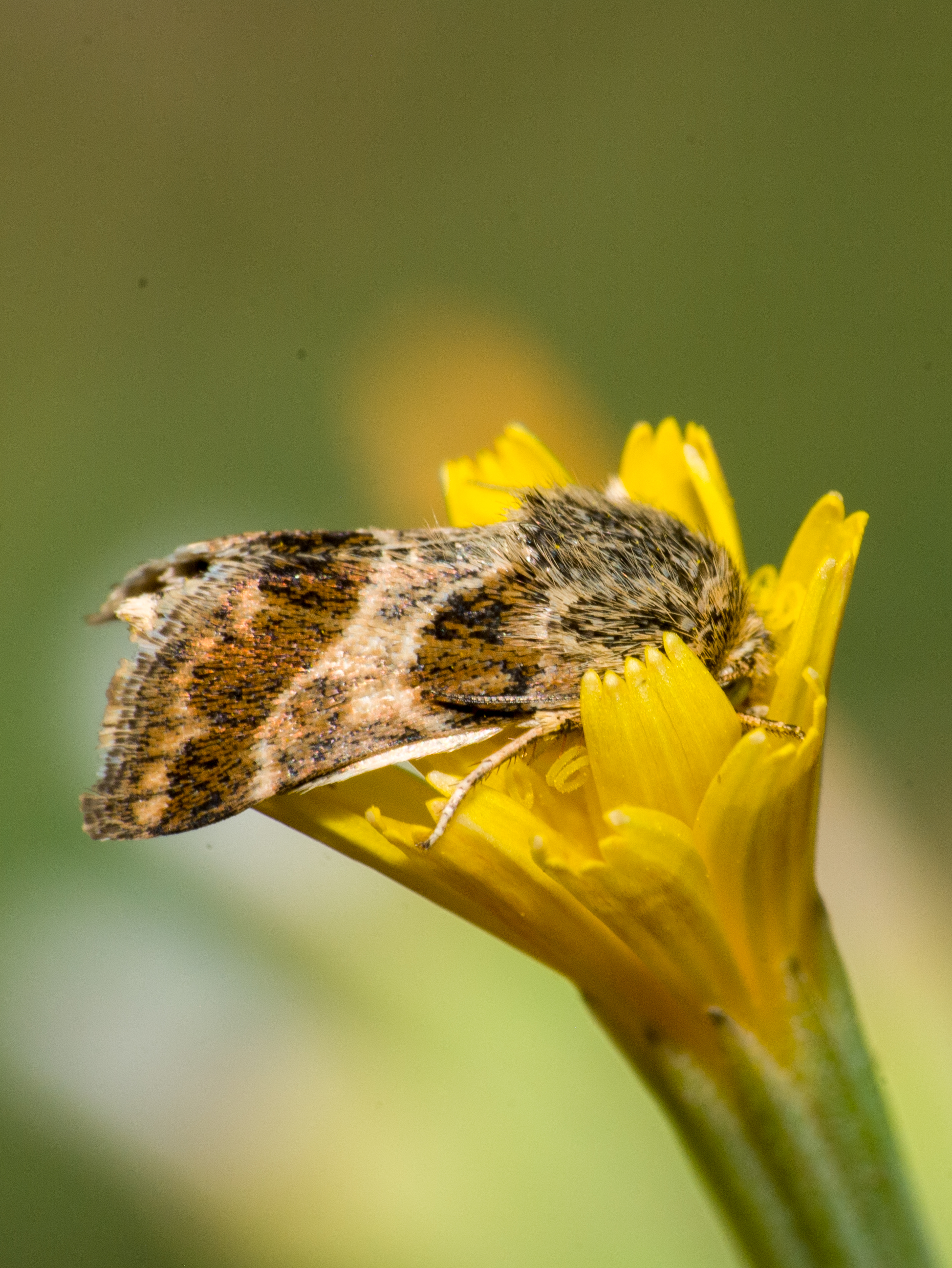 Schinia cognata - nyúlparéj-nappalibagoly