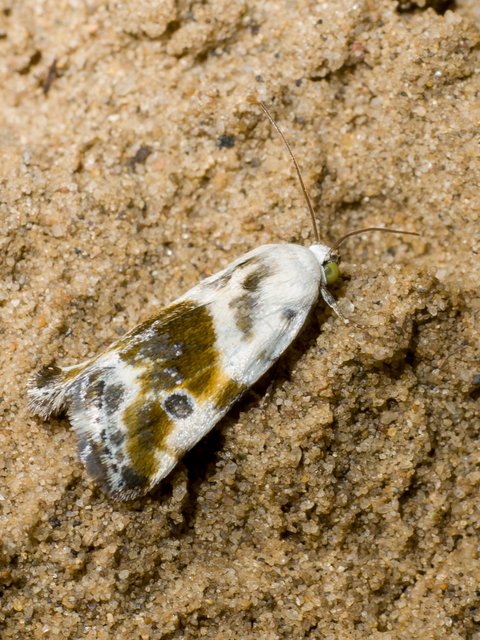 Ponometia candefacta - parlagfűbagoly