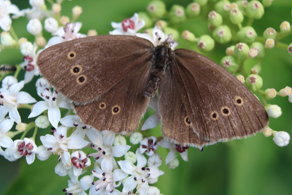 Aphantopus hyperanthus - közönséges ökörszemlepke