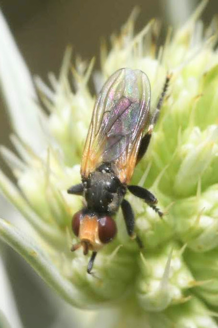 Thecophora