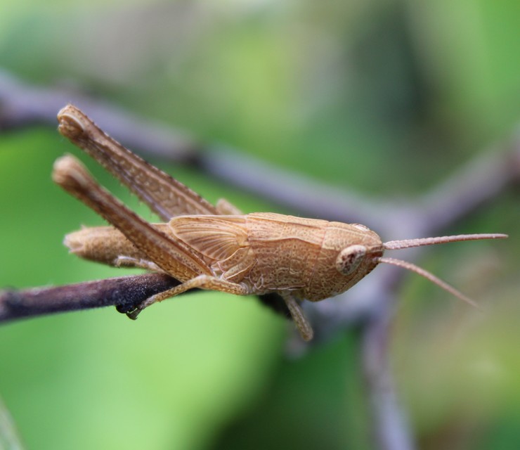Chorthippus (Chorthippus) (subgenus)