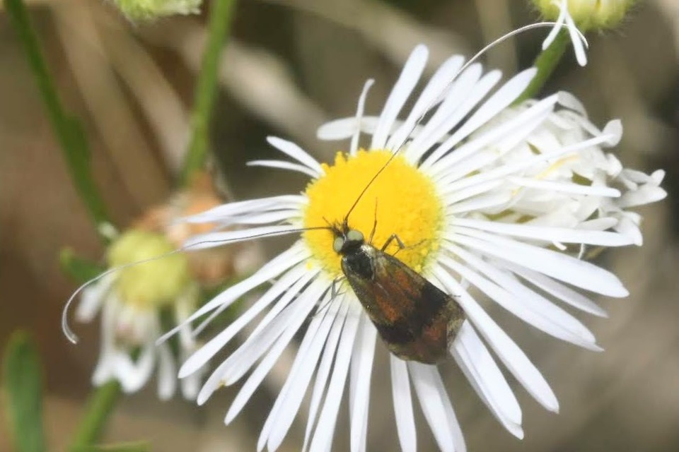 Nemophora fasciella - feketesávú tőrösmoly