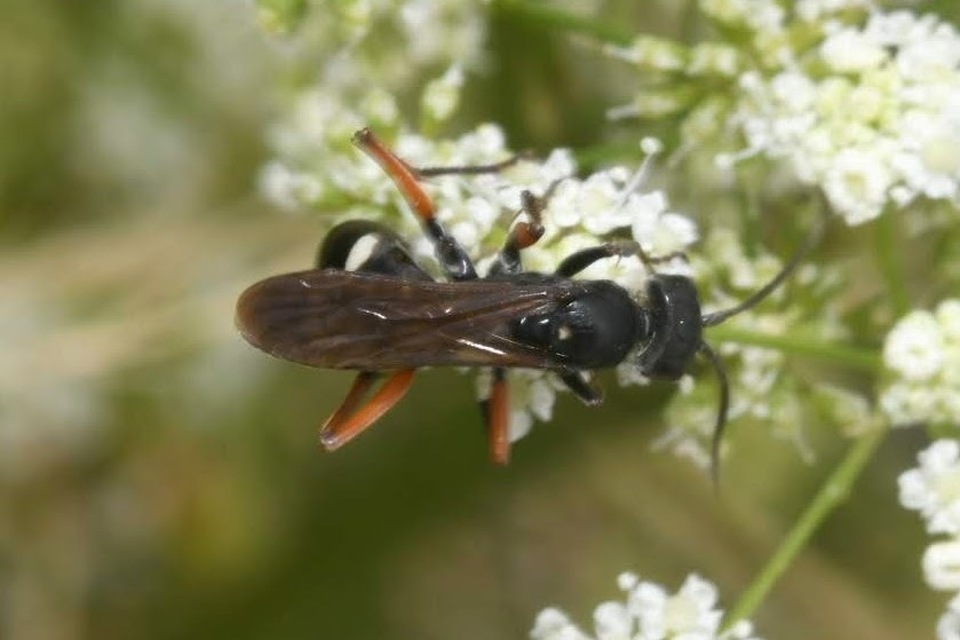 Cryptocheilus versicolor