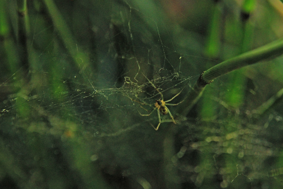 Linyphiidae - vitorláspókok