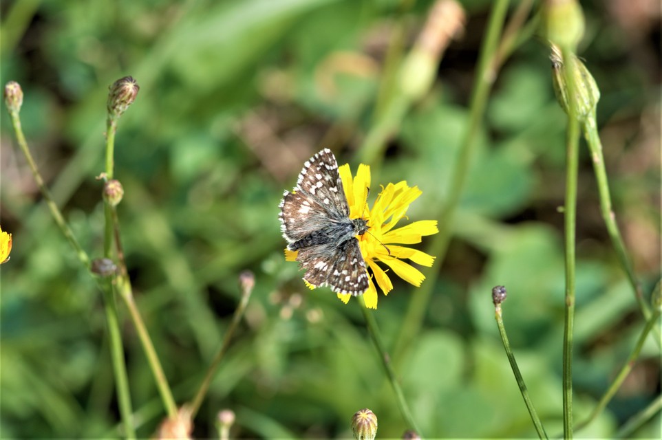 Pyrgus armoricanus - feles busalepke