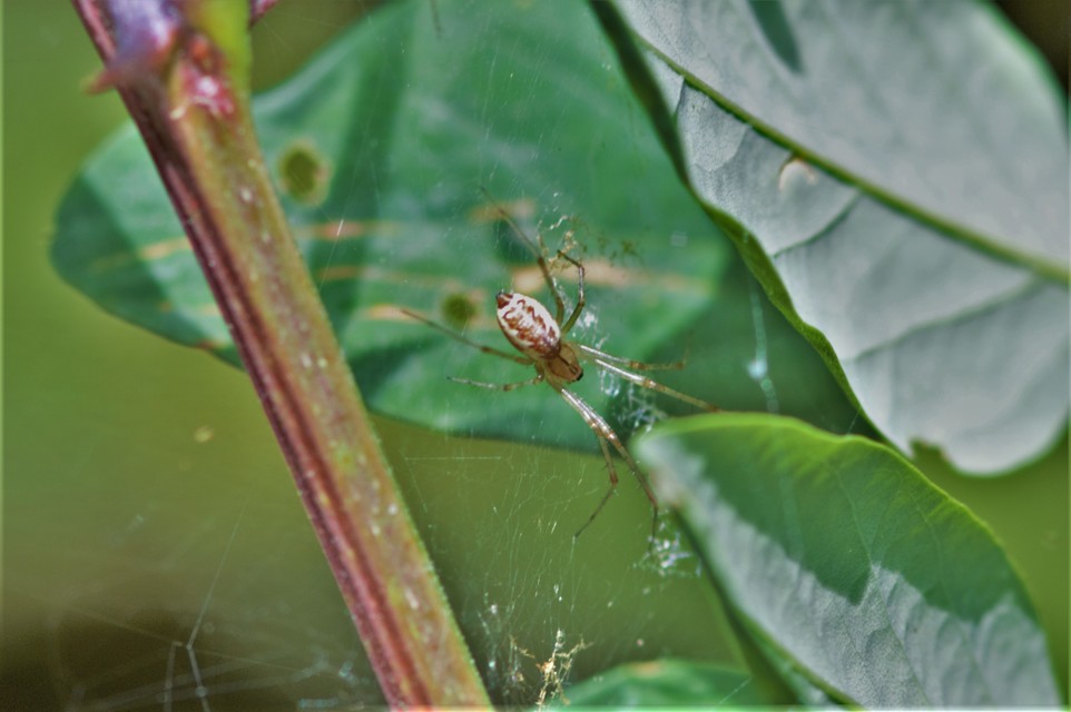 Linyphia triangularis - háromszöges vitorláspók