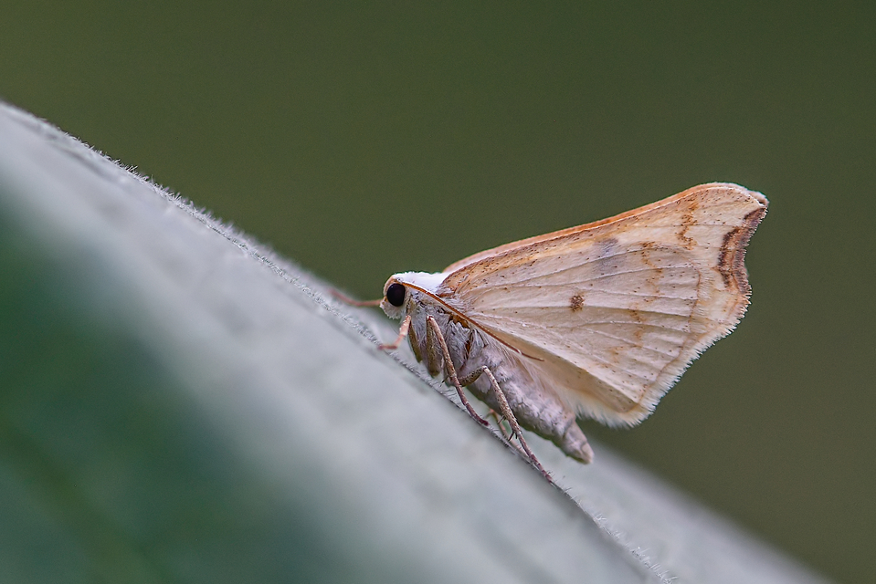 Eilicrinia cordiaria - fehér fűzfaaraszoló