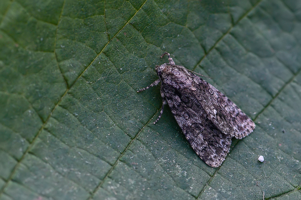 Acronicta rumicis - sóska-szigonyosbagoly