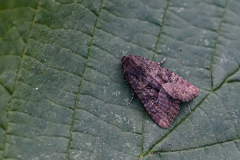 Mesapamea secalella/secalis