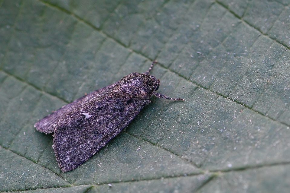 Acronicta rumicis - sóska-szigonyosbagoly