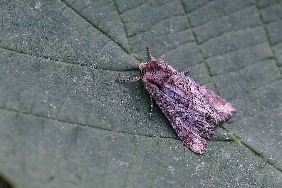 Lacanobia thalassina - borbolya-kertibagoly
