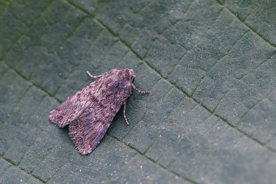 Hadula trifolii - lóherebagoly Hadula trifolii - lóherebagoly
