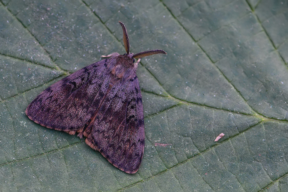 Lymantria dispar - gyapjaslepke