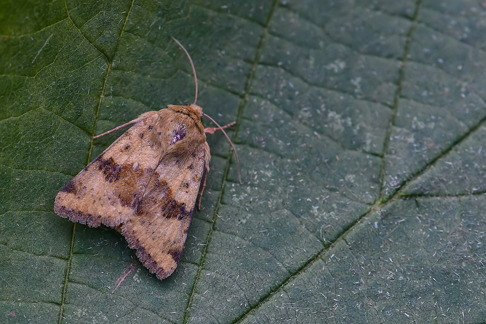 Heliothis viriplaca - mácsonyabagoly